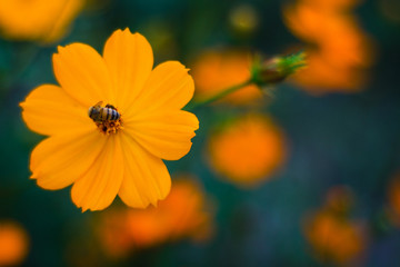 Orange flower on a green background with a bee