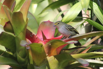 Mielero Común (Coereba flaveola)