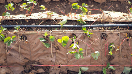 Strawberry Farm. Strawberry Plantation The natural way Without plastic.