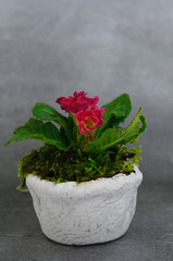 red primulas in a pot