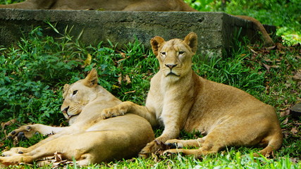 Fotos de dos leonas  en cautividad 