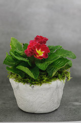 red primulas in a pot
