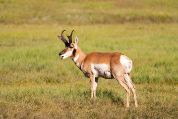 Naklejka na ściany i meble Pronghorn Antelope (Antilocapra americana) Buck