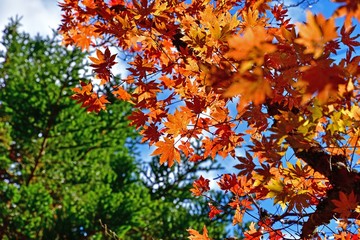 光を浴びて輝くカエデの紅葉