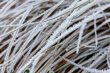 Frosted winter leaves and plants
