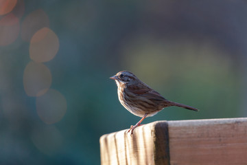 brown song sparrow
