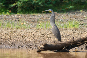 Tiger Heron Standing on Log Costa RIca