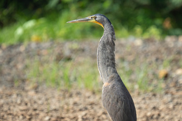 Tiger Heron Costa Rica