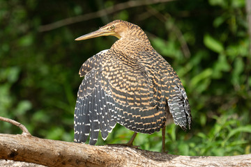 Tiger Heron with Wings Spread Costa Rica Immature