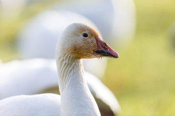 migrating Snow Geese