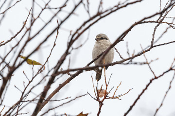 Northern Shrike bird