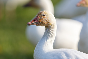  migrating Snow Geese