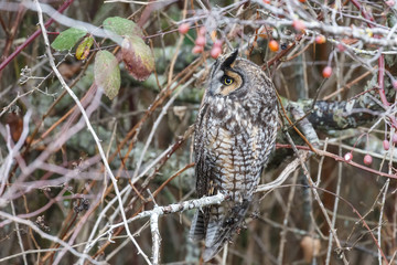 long eared owl