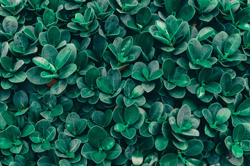green leaf background