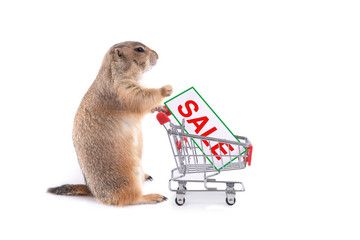 Cute prairie dog with small shopping cart go for shopping sale.