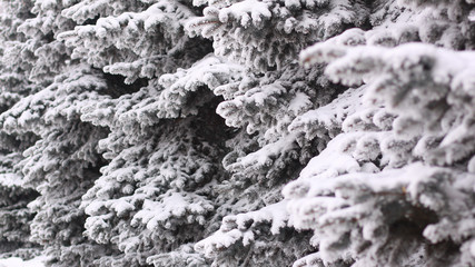 fluffy ate in the snow on a winter day