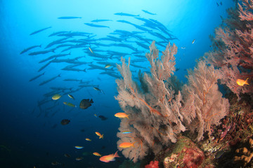 Naklejka na ściany i meble Barracuda fish on coral reef 