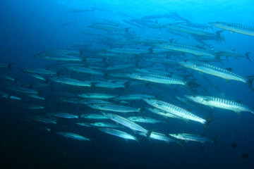 Barracuda fish on coral reef 