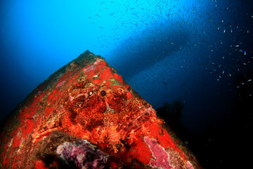 Scorpionfish fish on coral reef 