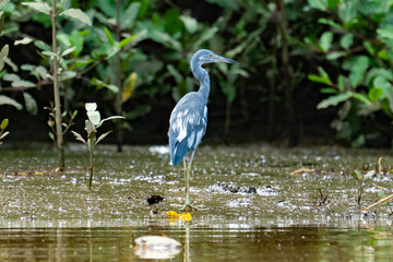 Little Blue Heron Costa Rica Mangrove Immature Juvenile