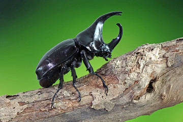 The Siamese rhinoceros beetle (Xylotrupes gideon) or fighting beetle, It is particularly known for its role in insect fighting in Thailand. New trend of Awesome pets / Popular exotic pets from Asia.