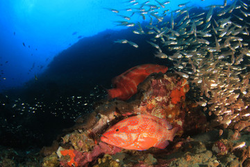 Fototapeta na wymiar Coral reef and fish underwater 