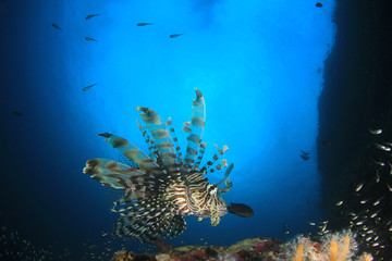 Fototapeta na wymiar Lionfish fish on coral reef 