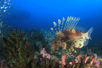 Lionfish fish on coral reef 