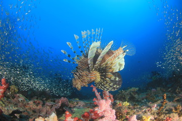 Lionfish fish on coral reef 