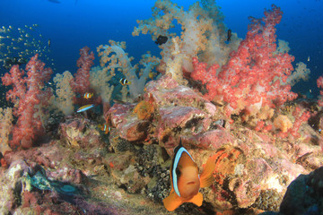 Fototapeta na wymiar Clownfish fish on coral reef 