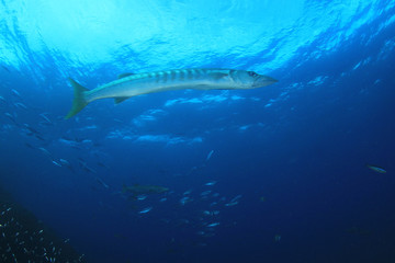Barracuda fish on coral reef 