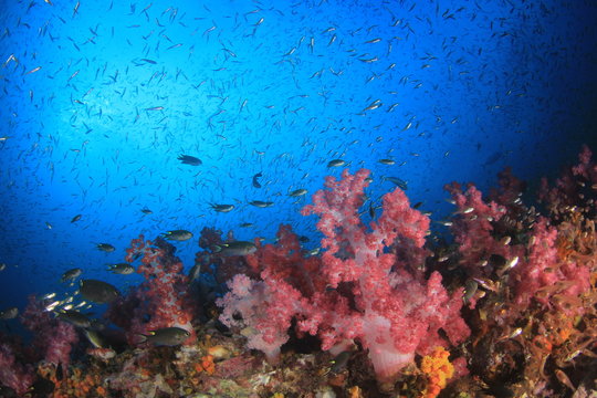 Coral reef and fish underwater 
