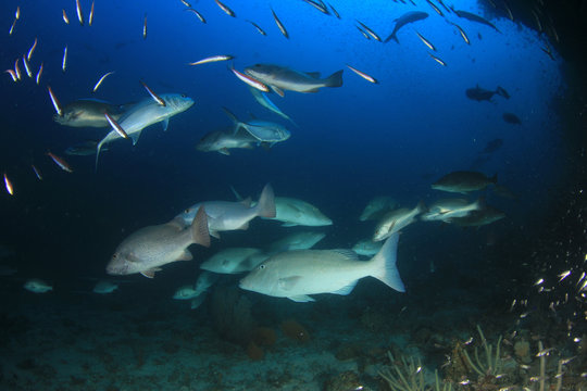 Longnose Emperorfish fish on coral reef 