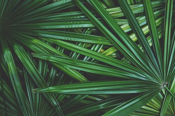 Obraz premium Dark green leaf texture background, tropical jungle tone concept