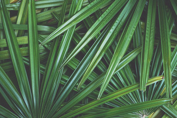 Dark green leaf texture background, tropical jungle tone concept