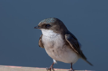 Tree swallow (Trachycineta bicolor).