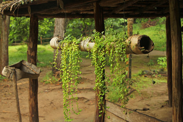 Bamboo planter hanging under the eaves at a little coffee shop along a hiking trail in Cuba