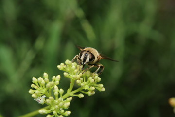 Honey Bee collecting pollen on a succulent flower head