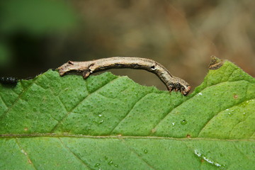 Peppered Moth Caterpillar 'Biston betularia', feeding on the leaf of a potato plant