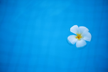 Fototapeta na wymiar White frangipani flower on the blue water of the pool, tropical vacation abstract background and texture with space for text