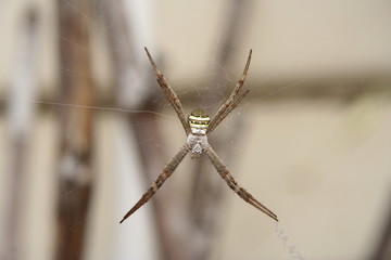 Spider - St Andrew's Cross