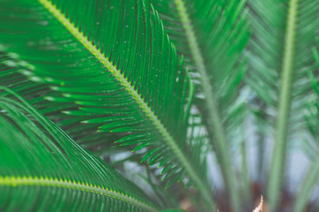 緑の植物