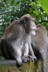 Female monkey