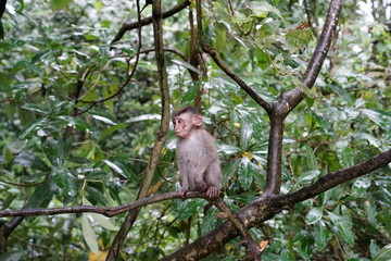 Baby monkey in tree