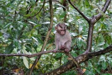 Naklejka na ściany i meble Baby monkey in tree