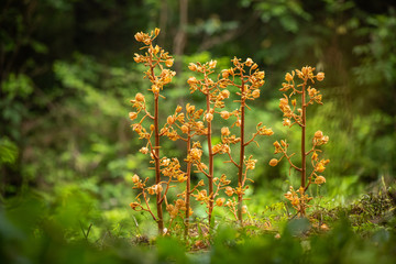 Akebian-fruit orchid is a plant that grows in the forest and parasitizes rotten mycelium.