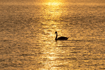 Swan in golden hour