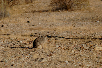 cactus in baja desert