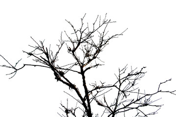 Obraz premium darktone of tree isolated on white 