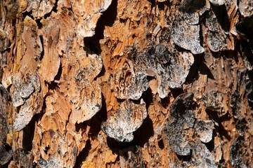 Close-up Photo of Peeling Tree Bark - Horizontal